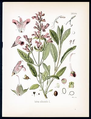 Salbei, Edelsalbei - Sauge officinale - Sage, Garden Sage. Salvia officinalis L.