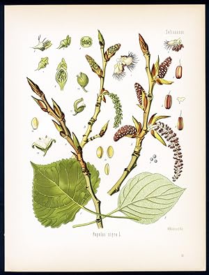 Schwarzpappel, Bellen, Alberbaum - black poplar - peuplier. UND: Italienische Pappel, Lombardisch...