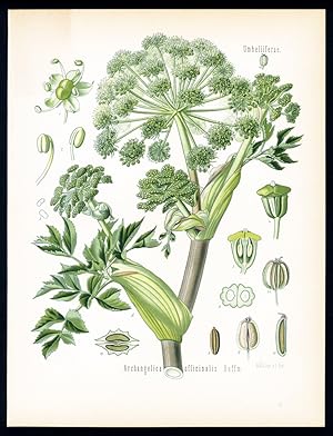 Engelwurz, edle Engelwurzel - Angelique officinale - Angelica. Archangelica officinalis Hoffm.