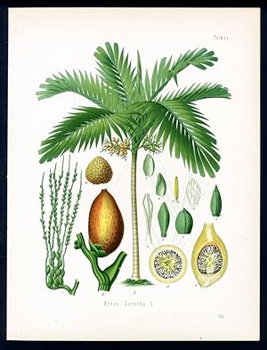 Betel-Palme, Arekanuss, Catechu -Palme, Pinang - Noix d'Arec - Betel -Nut Palm. Areca Catechu L.