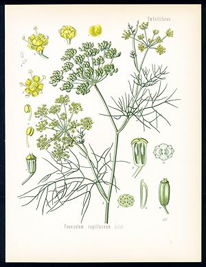 Fenchel - Fennel - Fenouil. Foeniculum capillaceum Gilib.