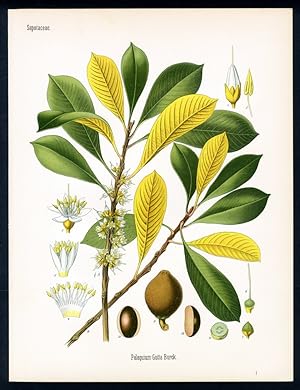 [Gutta Percha Baum] Palaquium Gutta Burck. UND: [Gutta Percha Baum] Palaquium Treubii Burck. UND:...