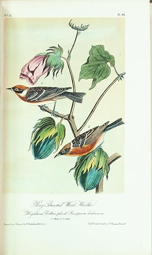 Immagine del venditore per The Birds of America [WITH] The Quadrupeds of North America. venduto da Rodger Friedman Rare Book Studio, ABAA