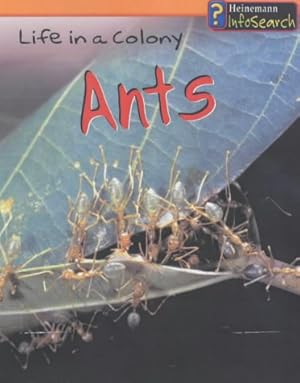 Seller image for Animal Groups: Life in a Colony - Ants (Animal Groups) for sale by WeBuyBooks