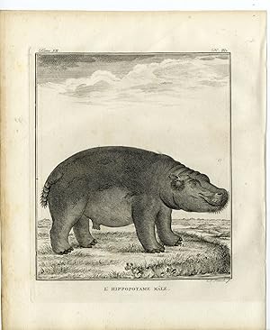 Bild des Verkufers fr 9 Antique Prints-HIPPOPOTAMUS AMPHIBIUS-ANATOMY-P.3-7-Fritsch-Buffon-1781 zum Verkauf von Pictura Prints, Art & Books