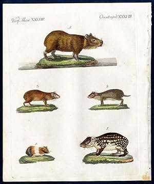 Immagine del venditore per Savien [Sdamerikanische Nager]. - No. 1. Der Paka (Cavia Paca, L.). - No. 2. Der Akuschi (Cavia Acuschi, L.). - No. 3. Der Aguti (Cavia Aguti, L.). - No. 4. Das Meerschweinchen (Cavia Cobaya, L.). - No. 5. Der Capybara (Cavia Capybara, L.). - Small rodents from South America, including the Guinea Pig. venduto da Antiquariat Stefan Wulf