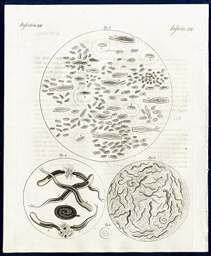 Bild des Verkufers fr Infusions- Thierchen. - No. 1. Der Schlauch-Wurm (Vibrio utriculus, L.). - No. 2. - 4. Der Kleister-Aal (Vibrio glutinis, L.). - Two species of lower creatures, among which the microworm, a nematode. zum Verkauf von Antiquariat Stefan Wulf