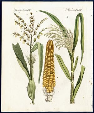 Immagine del venditore per Getreide-Arten. - No. 1. Der Mays [Mais] (Zea Mays, L.). - No. 2. Der Hirsen (Panicum miliaceum, L.) - Two species of grain/corn - the Sweetcorn or Maize and the Millet or Panic Grass. venduto da Antiquariat Stefan Wulf