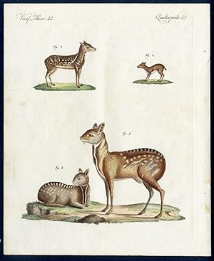 Immagine del venditore per Moschus-Thiere. - No. 1. Das Bisamthier (Moschus moschiferus. L.), daas Mnnchen. - No. 2. Dasselbe, das Weibchen. - No. 3. Das indianische Moscchus (Moschus Indicus). - No. 4. Das Zwerg-Moschus (Moschus Pygmaeus, L.). - Four species of Musk Deer. venduto da Antiquariat Stefan Wulf