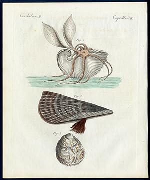 Immagine del venditore per Merkwrdige Conchylien. - No. 1. Der Papiernautilus (Argonauta Argo) [Argonaut, Kopffer]. - No. 2. Die rauhe Steck- oder Seidenmuschel (Pinna rudis). - No. 3. Die Auster (Ostrea edulis). - Three species of marine invertebrates - Greater Argonaut, Oyster, Pen Shells. venduto da Antiquariat Stefan Wulf