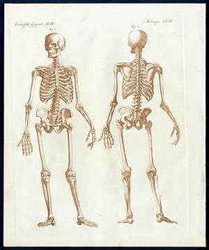 Bild des Verkufers fr Beingerst des menschlichen Leibes [Skelett]. - The Sceleton of the human body. zum Verkauf von Antiquariat Stefan Wulf