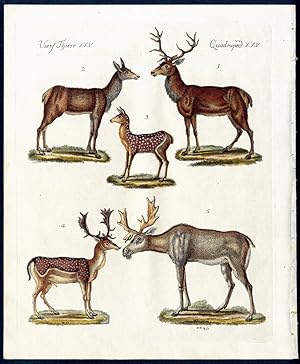 Bild des Verkufers fr Hirsche verschiedener Art. - No. 1. Der edle Hirsch. - No. 2. Die Hirsch-Kuh. - No. 3. Das Hirsch-Kalb. - No. 4. Der Damhirsch. - No. 5. Das Elenthier [Elch]. - Deer, among which the Moose and the Fallow Deer. zum Verkauf von Antiquariat Stefan Wulf