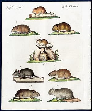 Mäuse verschiedener Art. - No. 1. Die Hausmaus (Mus musculus, L.). - No. 2. Die Brand-Maus (Mus a...