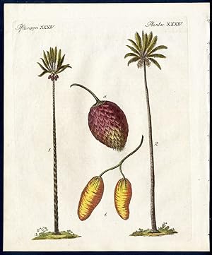 Palmen-Arten. - No. 1. Die Sago-Palme (Cycas circinalis, L.). - No. 2. Die Dattel-Palme (Phoenix ...