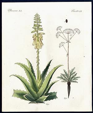 Arzney-Pflanzen. - No. 1. Die gemeine Aloe (Alve vulgaris, L.). - No. 2. Der stinkende Asant (Fer...