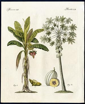 Pflanzen aus heißen Ländern. - No. 1. Der Pisang (Musa paradisiaca, L.) [Bananenpalme]. - No. 2. ...
