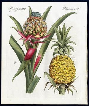 Die Ananas (Bromelia Ananas, L.). - No. 1. die Blüthe. - No. 2. Die Frucht. - Fruit and Flower of...