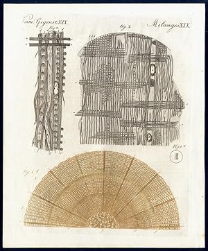 Holz-Anatomie. - Anatomy of Wood illustrated by several intersections of different types of wood.