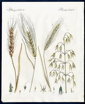 Imagen del vendedor de Getreide-Arten. - No. 1. Der Weizen (Triticum, L.). - No. 2 Der Roggen oder das Korn (Secale cereale, L.). - No. 3. Die Gerste (Hordeum distichon, L.). - No. 4. Der Hafer (Avena sativa, L.). - Four species of grain/corn - Wheat, Rye, Barley, Oat. a la venta por Antiquariat Stefan Wulf