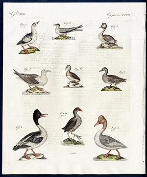 Wasservögel verschiedener Art. - No. 1. Die Krick-Ente (Anas Crecca, L.). - No. 2. Die Taucher-En...