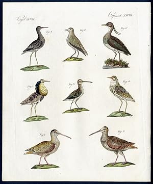 Merkwürdige Sumpf-Vögel. - No. 1. - 2. Die Waldschnepfe (Scolopax rusticola, L.), Männchen und We...