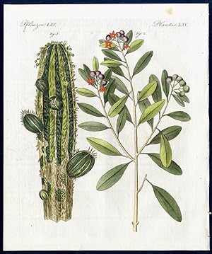 Arzney-Pflanzen. - No. 1. Die Apotheker-Euphorbie (Euphorbia officinalis) [Gemeiner oder Großer A...