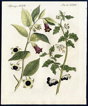 Einheimische Giftpflanzen. - No. 1. Die Tollkirsche oder Tollbeere (Atropa belladonna, L.). - No....