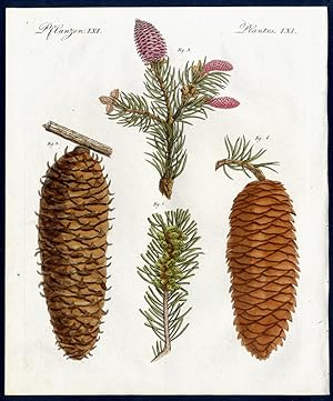 Einheimische Nadelhölzer. - No. 1. und 2. Die Tanne (Pinus picea, L.). - No. 3. und 4. Die Fichte...