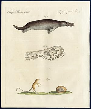 Imagen del vendedor de Sonderbare Thiere. - No. 1. - 2. Das Schnabelthier (Ornithorhynchus paradoxus). - No. 2. Der Canadische Springer (Jaculus Canadensis). - Curious and remakrable animals - the Platypus or Duckbill and a Canadian hopping rodent. a la venta por Antiquariat Stefan Wulf