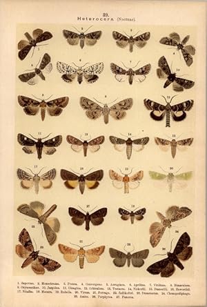 Bild des Verkufers fr Lithographie - Schmetterlinge. Heterocera, Noctuae. (Nachtschmetterlinge) Hadenidae. Dryobota. Dichonia. Chariptera. Miselia. Valeria. Oxytrypia. Apamea. Luperina. Hadena. zum Verkauf von Bcher bei den 7 Bergen