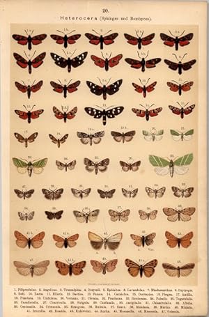 Bild des Verkufers fr Lithographie - Schmetterlinge : Heterocera. (Nachtschmetterlinge) Zygaenidae (Widderchen) Zygaena. (chte Widderchen) Syntomidae. (Fleckenschwrmerchen) Syntomis. Naclia. Bombyces. (Spinner) Nycteolidae. (Eulenartige Spinner) zum Verkauf von Bcher bei den 7 Bergen