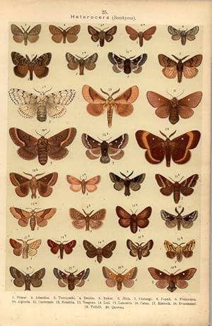 Bild des Verkufers fr Lithographie - Schmetterlinge. Heterocera. (Nachtschmetterlinge) Bombyces. (Spinner) Psychidae. (Sacktrger) Ocneria. Liparis. Bombycidae. (chte Spinner) Bombyx. Gastropacha. zum Verkauf von Bcher bei den 7 Bergen