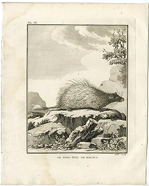Antique Print-PORCUPINE-PORC EPIC DE MALACA-Hulk-Buffon-1801