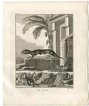 Antique Print-TOUAN-WEASEL-ERMINE-Hulk-Buffon-1801