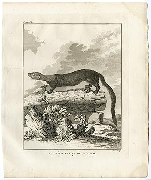 Antique Print-SOUTH AMERICAN MARTEN-GRAND MARTRE DE LA GUYANE-Hulk-Buffon-1801