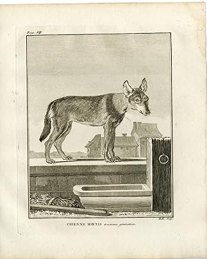 Antique Print-DOG BREED-CHIEN MOETIS-THIRD GENERATION-Hulk-Buffon-1801