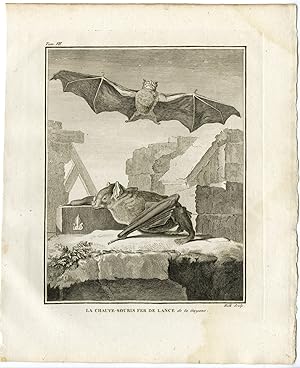Antique Print-FRUIT BAT-CHAUVE SOURIS FER DE LANCE DE LA GUYANE-Hulk-Buffon-1801