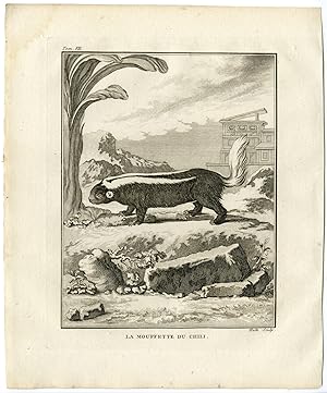 Antique Print-MOLINA`S HOG NOSED SKUNK-CONEPATUS CHINGA-Hulk-Buffon-1801