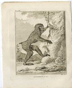 Antique Print-BABOON-MONKEY-BABOUIN-Hulk-Buffon-1801