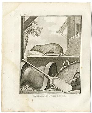 Antique Print-ASIAN HOUSE SHREW-SUNCUS MURINUS-Hulk-Buffon-1801
