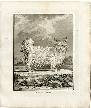 Antique Print-DOG BREED-CHIEN DE SIBERIE-Hulk-Buffon-1801