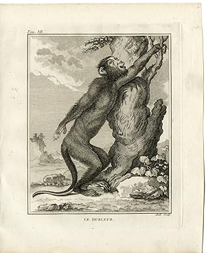 Antique Print-HOWLER MONKEY-PRIMATE-ALOUATTA-Hulk-Buffon-1801