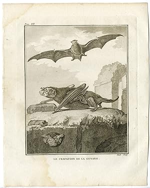 Antique Print-BAT-CRAPAUDIN DE LA GUYANE-Hulk-Buffon-1801