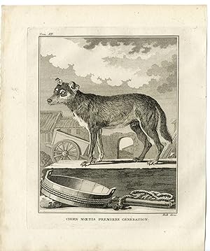 2 Antique Prints-DOG BREED-CHIEN MOETIS-FIRST GENERATION-Hulk-Buffon-1801