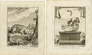 2 Antique Prints-BENGAL SLOW LORIS-NYCTICEBUS BENGALENSIS-Hulk-Buffon-1801