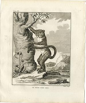 Antique Print-EASTERN LESSER BAMBOO LEMUR-GRAY-MAKI-Hulk-Buffon-1801