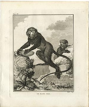 Antique Print-LESSER SPOT NOSED MONKEY-GUENON-BLANC NEZ-Hulk-Buffon-1801