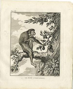 Antique Print-SMALL BABOON-MONKEY-CYNOCEPHALUS-Hulk-Buffon-1801