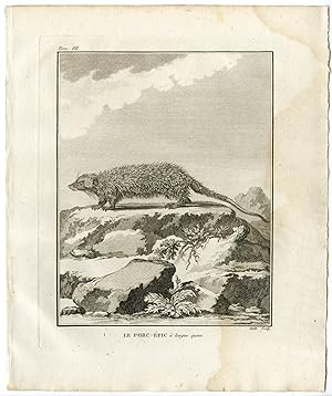 Antique Print-LONG TAILED PORCUPINE-TRICHYS FASCICULATA-Hulk-Buffon-1801