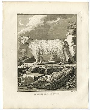 Antique Print-ARCTIC FOX-VULPES LAGOPUS-WHITE-POLAR-SNOW-Hulk-Buffon-1801